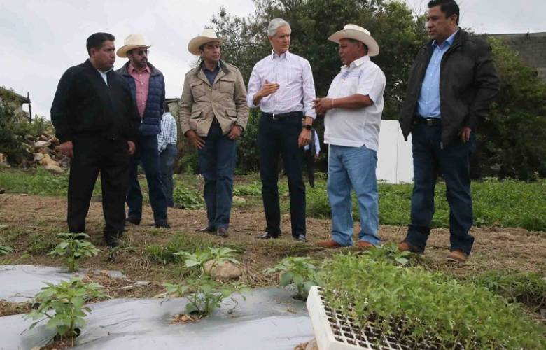 Impulsa GEM producción de tomate verde y apicultura en la región de los volcanes