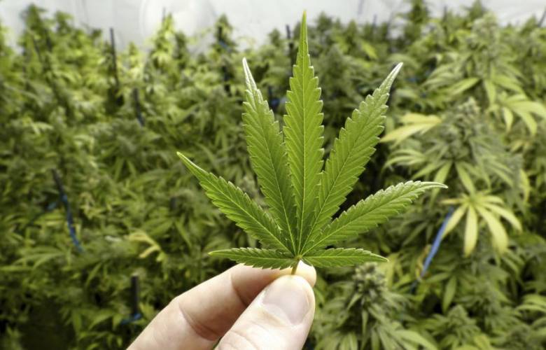 Jurisprudencia Obligatoria para uso recreativo de mariguana: SCJN