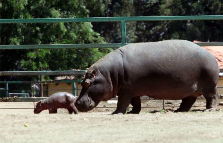 Brinda Zacango rehabilitación a animales que han vivido fuera de su hábitat