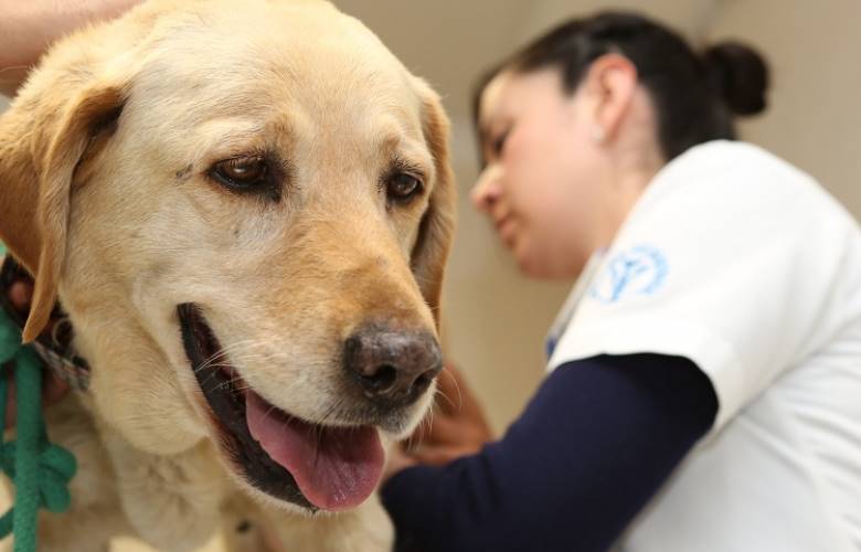 Campaña de esterilización de perros y gatos en Prepa 5