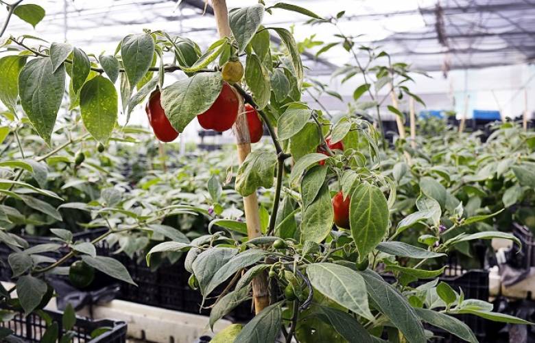 En Toluca se promueve gran variedad de ecotecnias