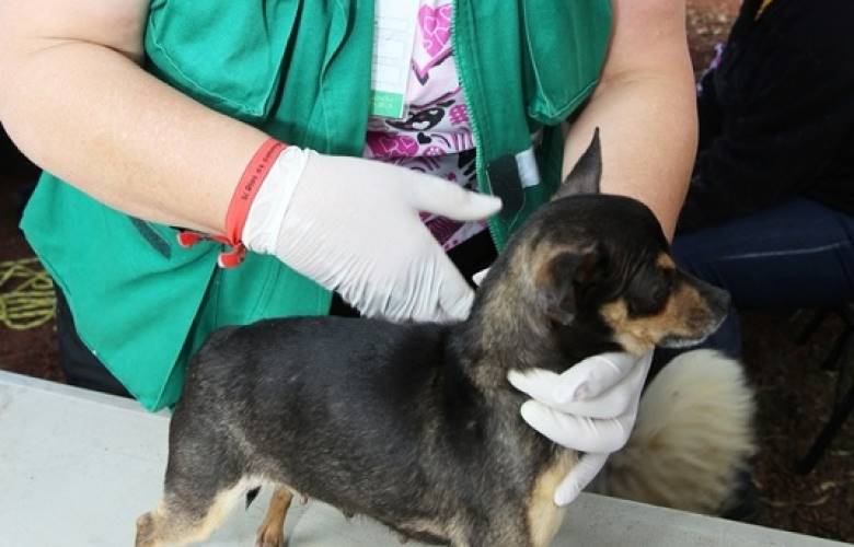 Realizará Metepec campaña de esterilización canina y felina
