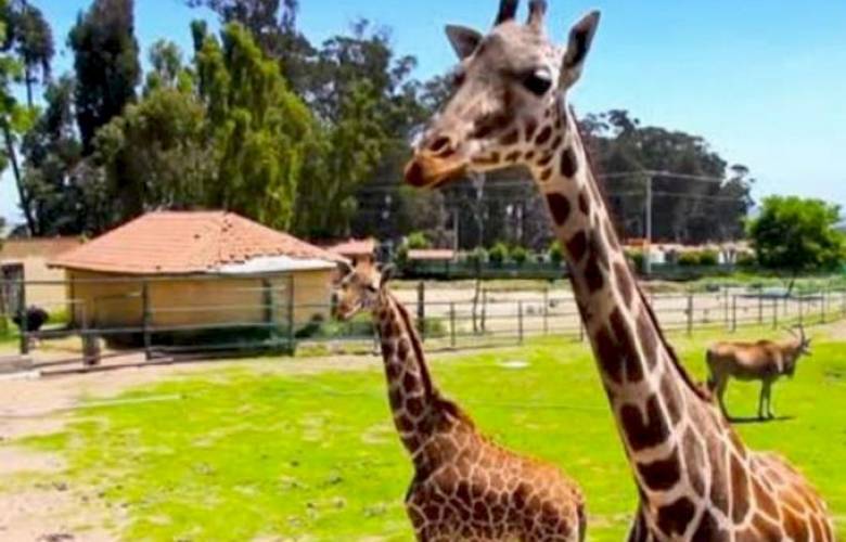 El Zoologíco Zacango cuenta con un programa para cuidar a los animales ante bajas temperaturas 