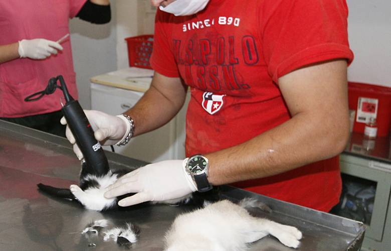 Continúa en Toluca la campaña permanente de esterilización