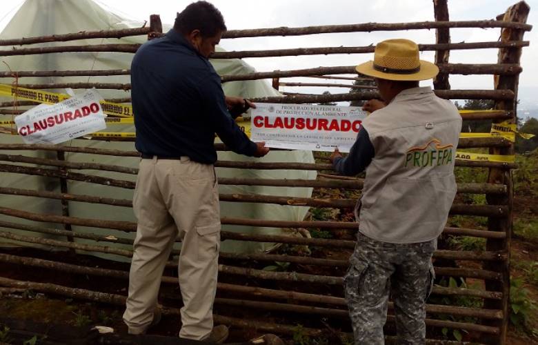 Clausura PROFEPA predio por remoción de vegetación forestal para plantación de aguacate en Tenancingo, Estado de México