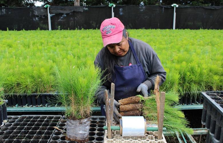 Sube 15 por ciento la producción de planta forestal de conafor EDOMEX