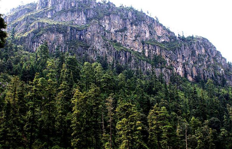 Es EDOMEX tercer lugar nacional en hectáreas reforestadas: conafor