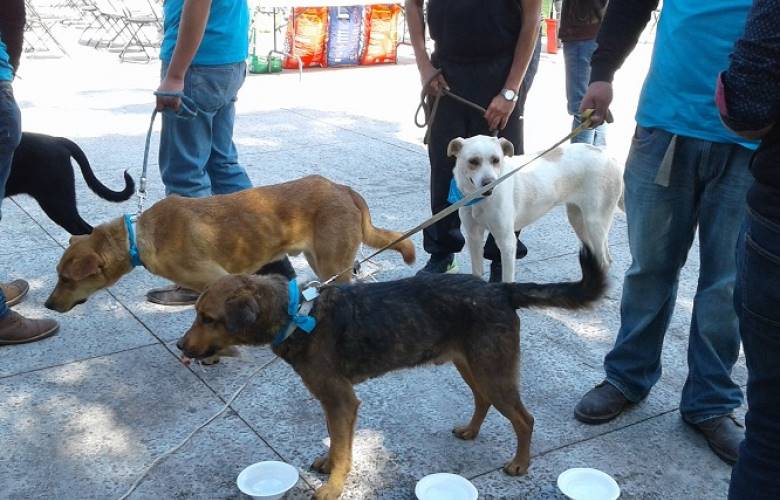 Contribuye Toluca en la tenencia responsable de mascotas