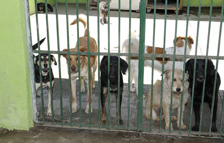 Invitan autoridades de Toluca a adoptar mascotas y denunciar la venta irregular en vía pública