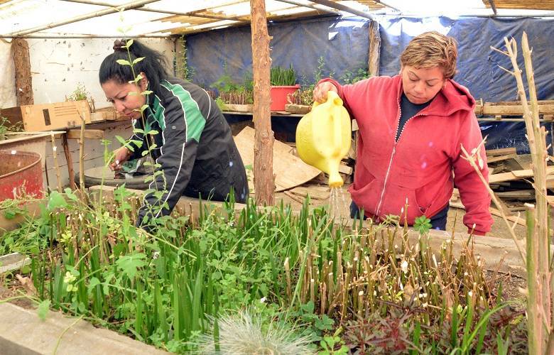 Árboles y plantas son producidos en los viveros municipales