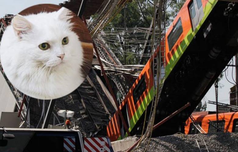 ¡Increíble! Gatito sobrevivió a tragedia en Línea 12 del Metro de CdMx; historia viral