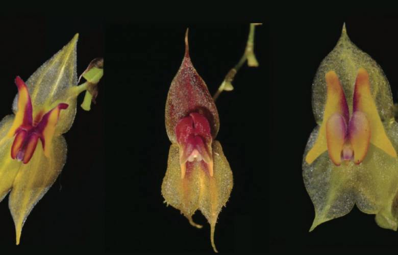 Ecuador: Descubren 3 nuevas especies de orquídeas