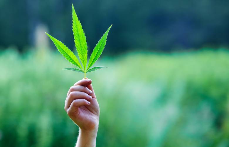 Senado podría aprobar que se porten hasta 200 gramos de marihuana