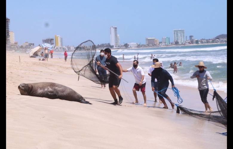 Muere lobo marino rescatado en Mazatlán