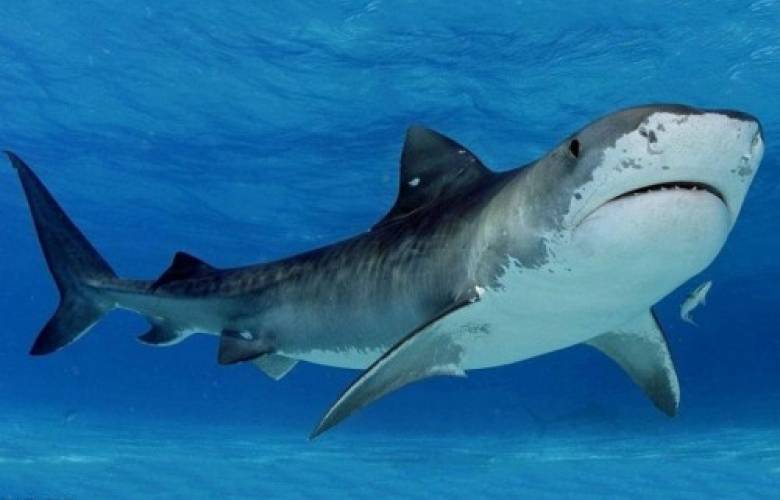 Estudio dice que los tiburones casi se extinguen hace 19 millones de aÃ±os