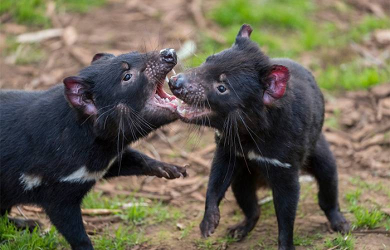 Por primera vez en 3 mil años,  nacen demonios de Tasmania en Australia 