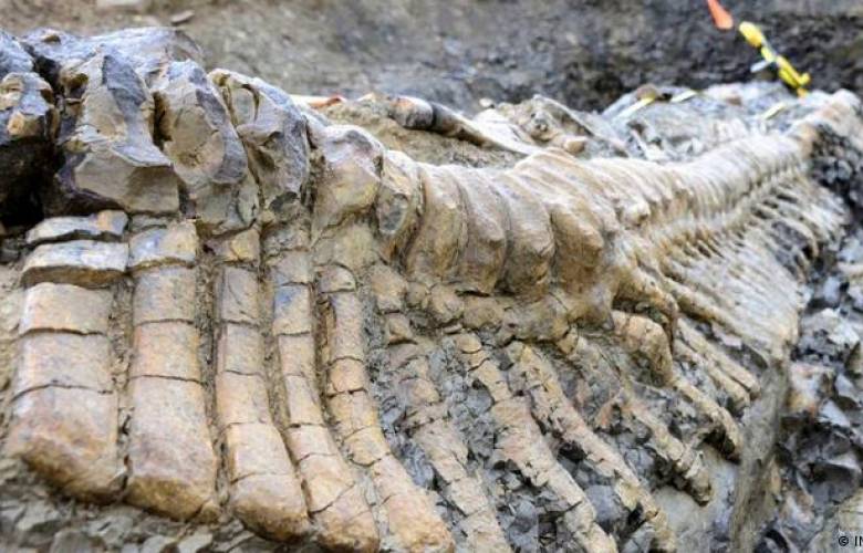 Hallan una nueva especie de dinosaurio en Coahuila; tiene más de 70 millones de años