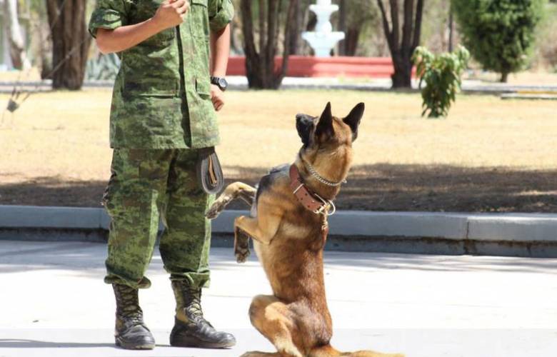 Requisitos para adoptar un perrito jubilado del Ejército