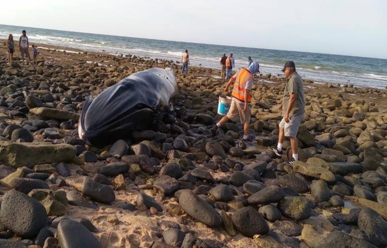 Sonora: Rescatan a ballena varada en Puerto Peñasco