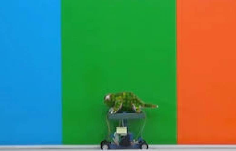 Revolución tecnológica: Crearon un robot camaleón que podría innovar el camuflaje militar