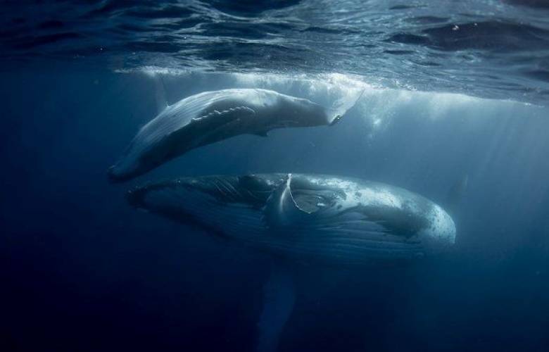 Captan abrazo entre ballenas en peligro de extinción: video se hace viral