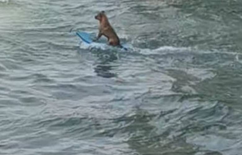 El extraño video de un perrito 