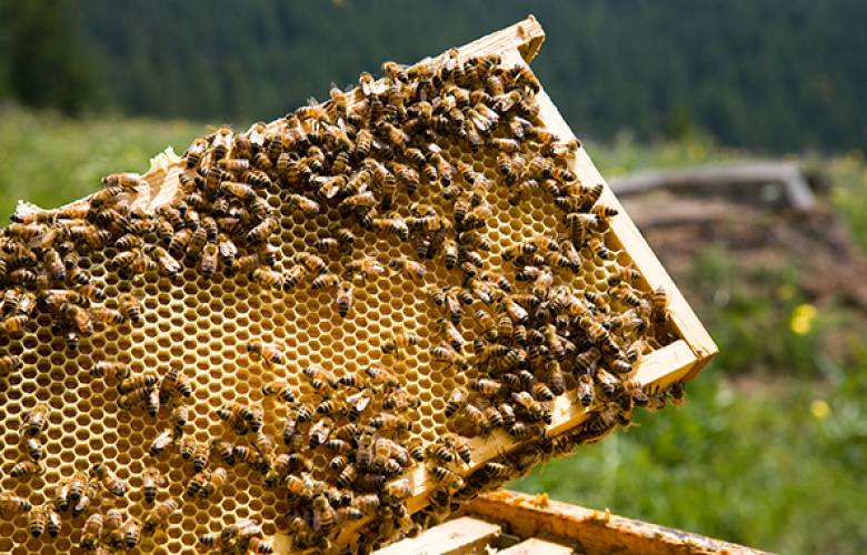 Queda prohibido el uso de insecticidas de Bayer por daño a las abejas: UE