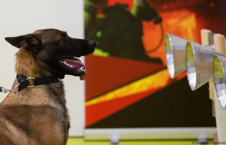 Los perros entrenados pueden detectar el COVID-19 con gran efectividad