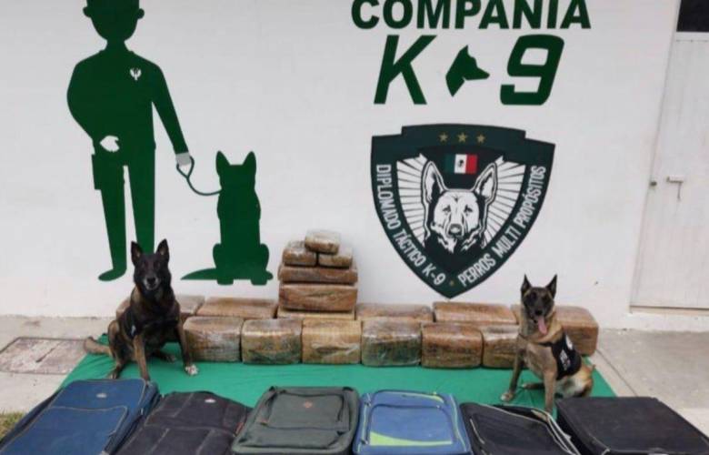 Descubren agentes perrunos 130 kilos de marihuana en central de autobuses en Xalapa