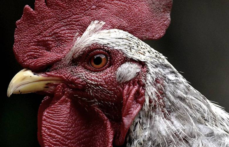 Nuevo caso en China de cepa gripe aviar H5N6; podría llegar a México