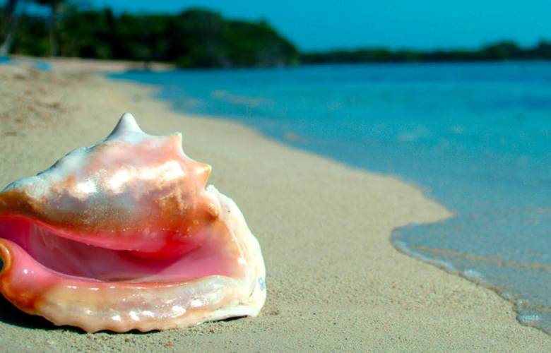 Buscan protección para el caracol rosado de la sobre explotación en el Caribe Mexicano
