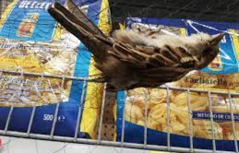 Indignante; Walmart atrapa y deja morir de hambre a aves enredadas en una red