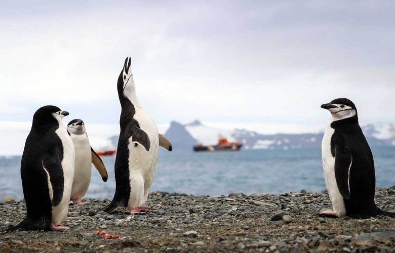 Encuentran microplÃ¡sticos en la dieta de los pingÃ¼inos de la AntÃ¡rtida