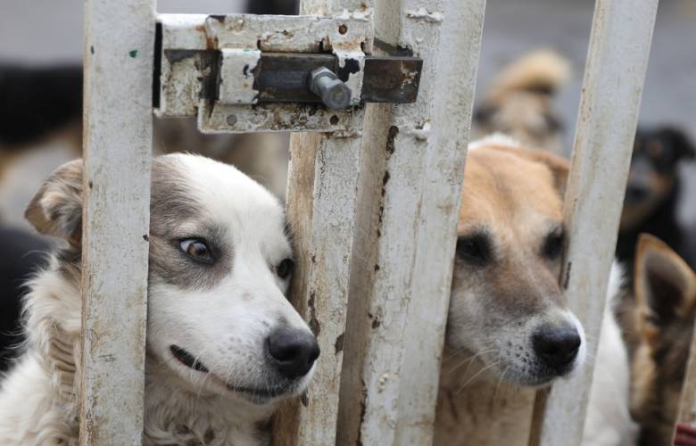 Mueren a tiros perritos de refugio por presuntas restricciones contra Covid-19