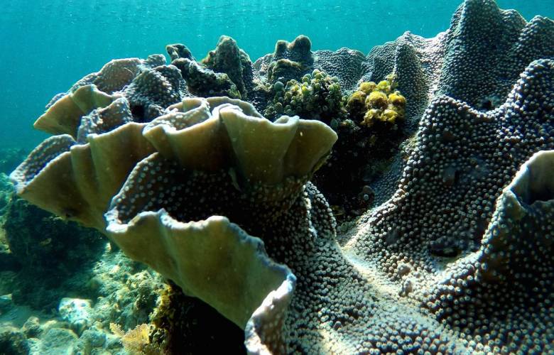 La forma de vida animal más antigua del planeta podrían ser fósiles parecidos a esponjas 