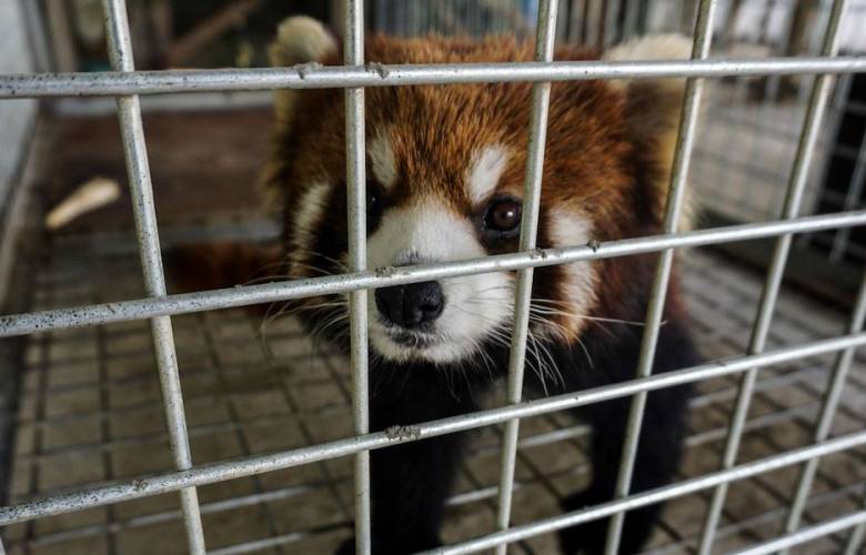 Para evitar pandemias Tailandia frenará comercio de animales