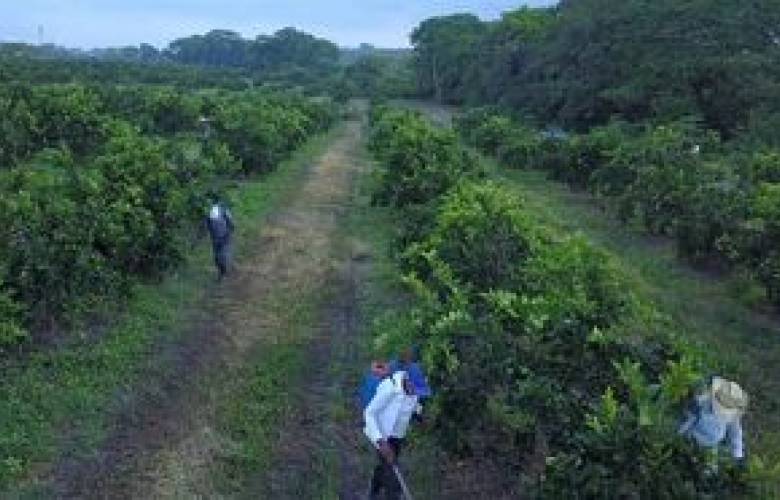 Cítricos genera creación de nuevos empleos en México