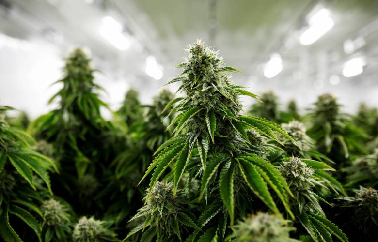 Impacta falta de regulación de industria de cannabis. 