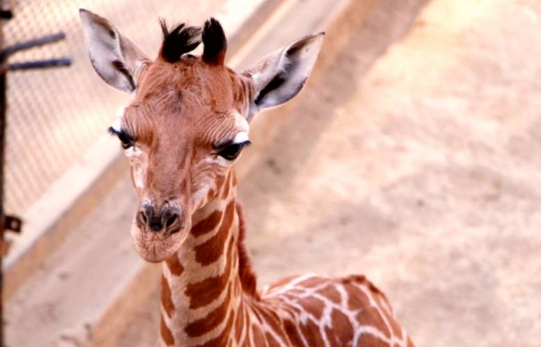Jirafa que nace en Zoológico de Chapultepec