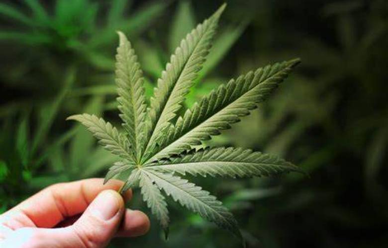 Estudio: consumo de cannabis puede provocar infartos en adultos jóvenes