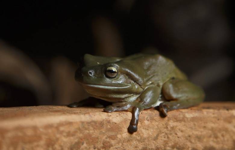 Hallazgo de una nueva especie de rana â€œchocolateâ€ en Nueva Guinea 