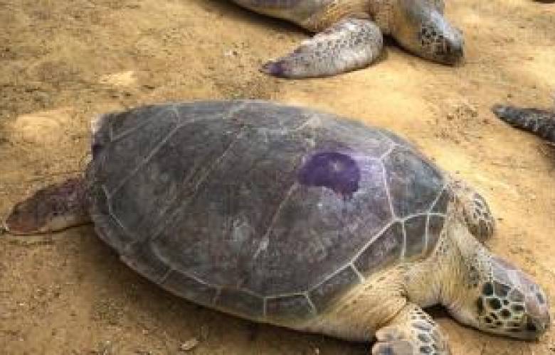 Población de tortugas carey se recuperó en el 2020