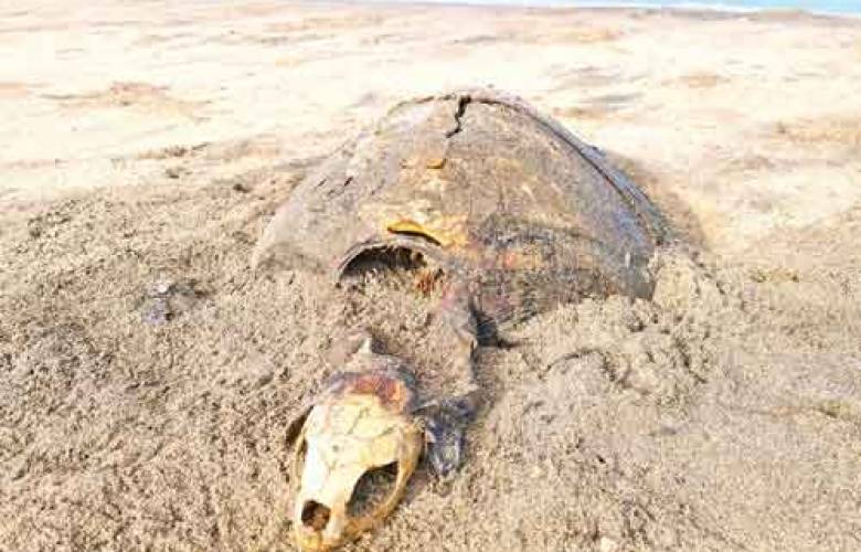 La lenta y preocupante extinción de la tortuga caguama