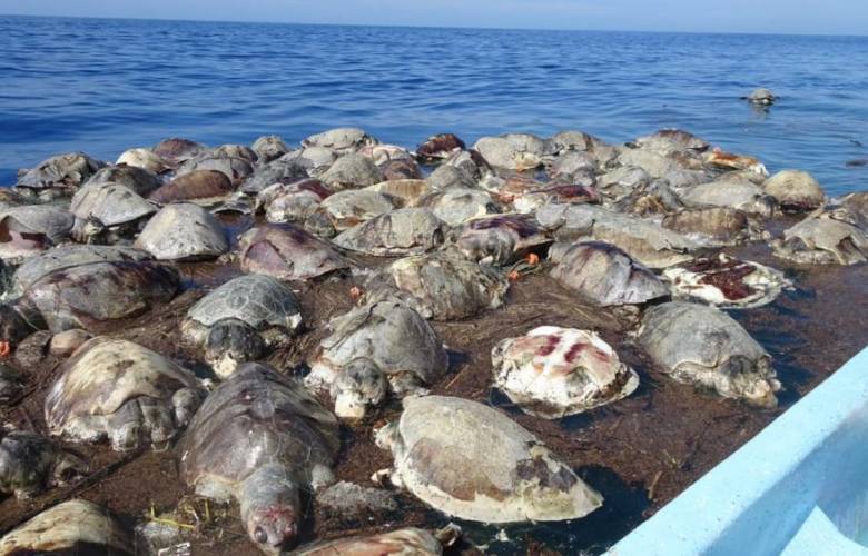 Oaxaca: Hallan cientos de tortugas muertas en la costa