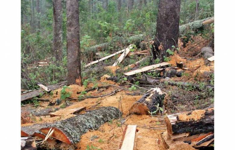 Crimen Organizado controla tala de bosques en cuatro estados 