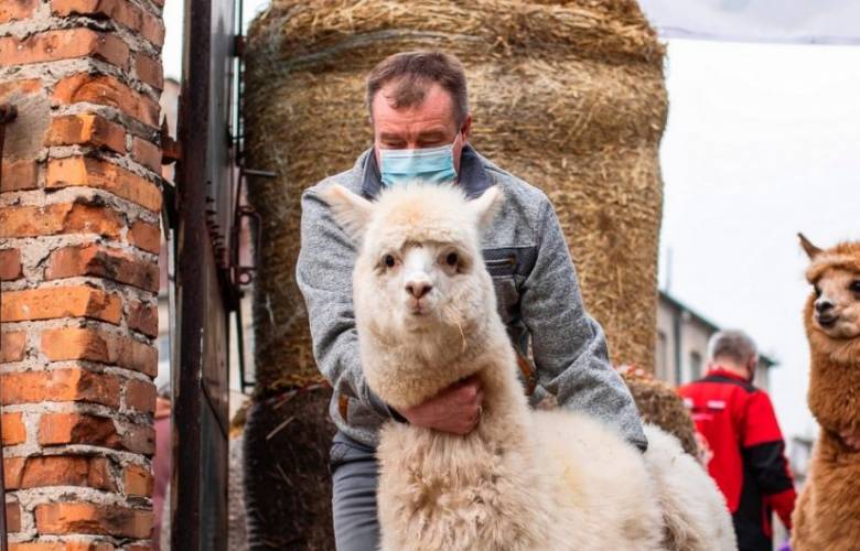 Anticuerpo de alpaca combate tres variantes de covid: Estudio