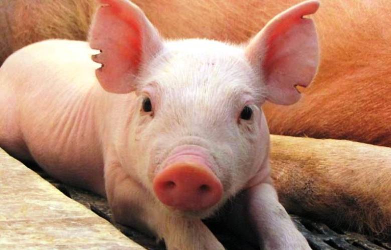 México revisará equipaje proveniente de República Dominicana con rayos X por peste porcina.