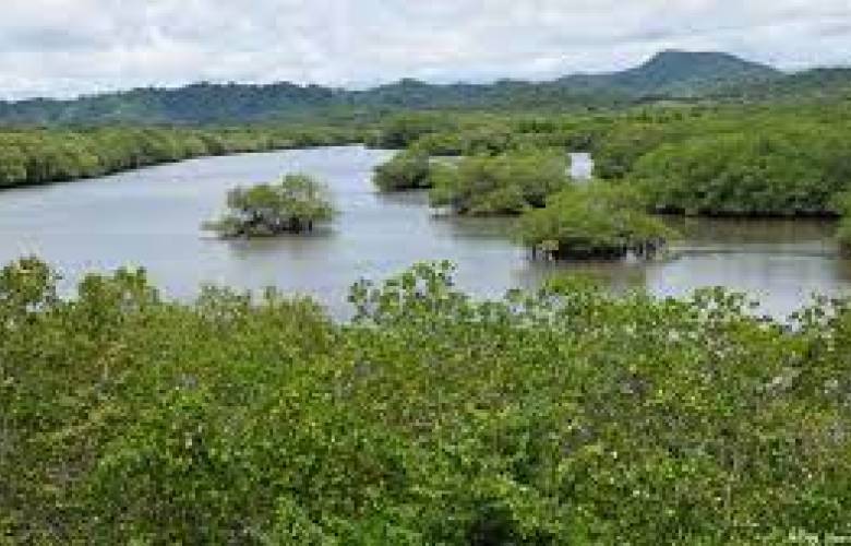 Hallan bosque de manglares, enorme y antiguo, oculto entre México y Guatemala