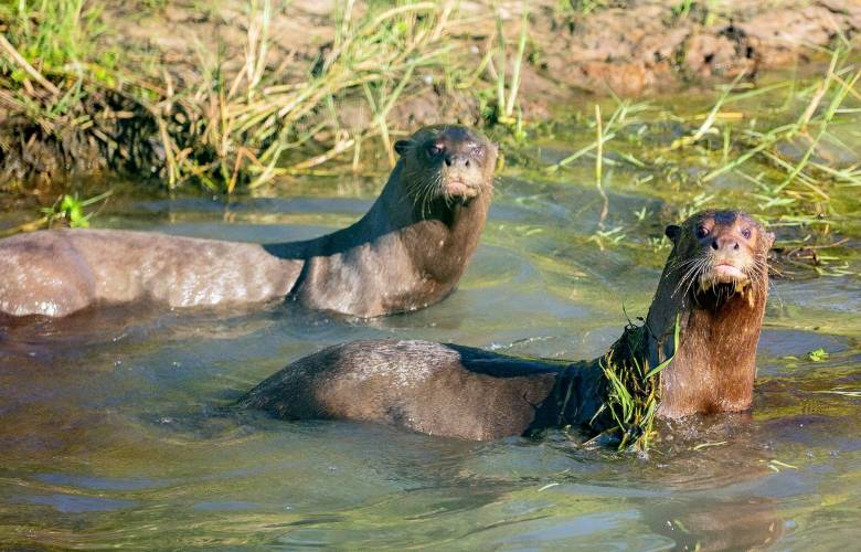 Nacen crías de nutria gigante en peligro de extinción en humedales de Argentina 