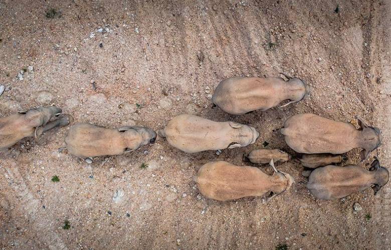 Manada de elefantes viaja desde hace un año hacia el norte de China